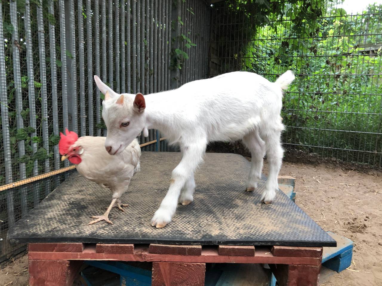 Geitje Lars en kip Coco zijn gek op elkaar.