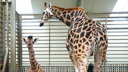 Girafje geboren in Beekse Bergen, het is een meisje!