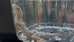 De gekko die opdook tussen het fruit (foto: Facebook/Dierenambulance Brabant Noord-Oost).