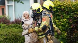 Honden, katten en een papegaai gered bij brand in huis