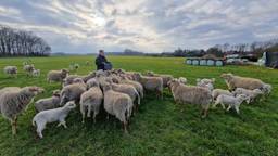 ‘Lente is begonnen’, lammetjes naar buiten na jaar vol verdriet