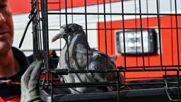 Drukte bij brandweer door dieren in nood: katten en duif bevrijd