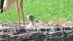 Een van de jongen in de tuin van Frans (foto: Frans van den Heuvel).