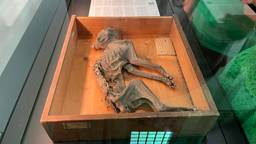 Zeshonderd jaar oude mummiekat terug in Grote Kerk