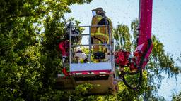 Brandweer helpt om bijen uit boom te halen
