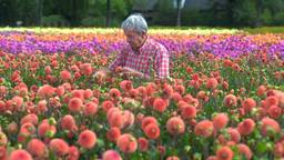 Dennis plukt tienduizenden dahlia's voor corso: een race tegen de klok