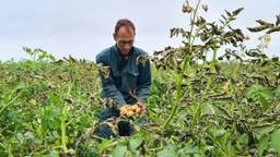 Aardappels ziek door schimmel 