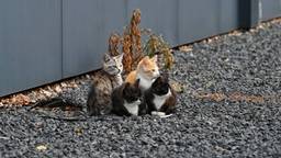Gedumpte kittens dwalen over bedrijventerrein, reddingsactie op touw gezet