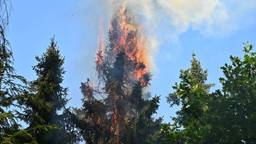 Metershoge vlammen door felle bosbrand die mogelijk is aangestoken