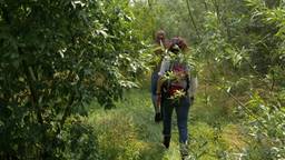 Droogte in Brabant