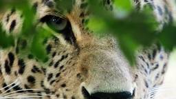 Op Safari