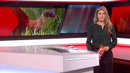 Brabant Nieuws