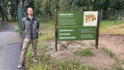 Na beet van jachtluipaard: Beekse Bergen twijfelt over maatregelen