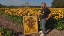 Van Goghs zonnebloemen éindelijk in volle bloei, zo ziet dat eruit