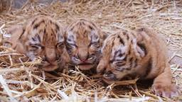 Drie welpjes geboren in Safaripark Beekse Bergen