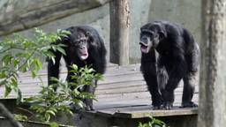 De chimpansees waren niet te spreken over het gedrag van de leerlingen (foto: Erald van der Aa/ANP).