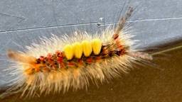 De rups van de witvlakvlinder (foto: Isidoor Jacobs).
