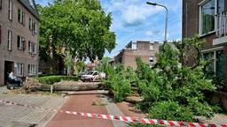 Fietser kan omvallende boom net op tijd ontwijken