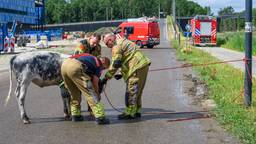 70 koeien zetten het op een lopen