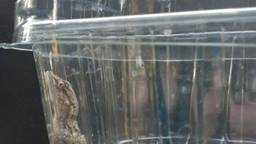 Medewerkers Jumbo ontdekken exotische gekko tussen lading fruit