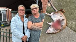 Tuinzigt is rattenplaag helemaal zat