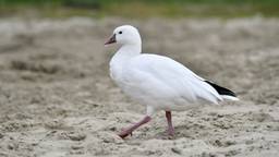 Zeldzame gans steelt de show in Breda, paparazzi-taferelen in de wijk