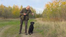 Labrador Willem strijdt om titel beste jachthond van Nederland