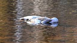 Vals alarm: 'verdacht object' blijkt dode gans