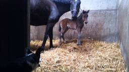 Egomania Gevoelig voor genade Brabantse paarden overleden door giftige plant in hooi uit de Eifel -  Omroep Brabant