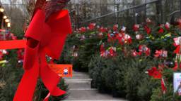 Tuincentra verzamelen een hoop kerstbomen
