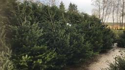 De kerstbomen van Hanneke mogen vanaf zaterdag gratis worden opgehaald. (Foto: Hanneke Hagenaars)