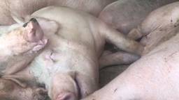 De varkens leggen het af in snikhete vrachtwagens. Foto: Eyes on Animals