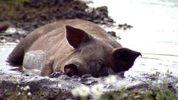 Zorgen om uitbraak Afrikaanse varkenspest in Belgë