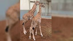 Giraffen Jacques en Max. (Foto: Beekse Bergen)