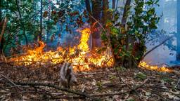Branden in bos Geldrop waarschijnlijk aangestoken