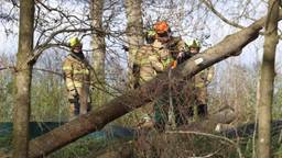 Boom valt tegen bus, N617 dicht