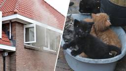 Kittens en kat gered uit huis aan de Plataanstraat in Breda waar brand woedt