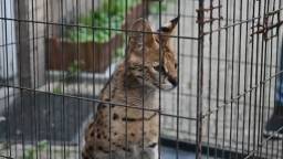 Serval ontsnapt in Tilburg