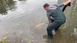 Eenzame karper Egbert heeft na acht jaar eindelijk gezelschap