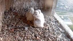 Piepjonge slechtvalkjes geboren bovenop woontoren