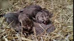 Cheetawelpjes geboren in Beekse Bergen