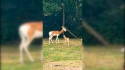 Twee ernstig bedreigde mhorrgazellen geboren in dierentuin