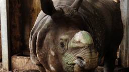 Nieuwe neushoorn in Eindhoven Zoo