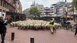 Ineens honderden schapen tussen winkelend publiek