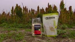 Quinoa, een exotisch zaad wordt nu ook geoogst in Oudemolen
