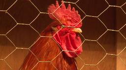 Een die een ei wint hanenkraaiwedstrijd in Zevenbergen - Brabant