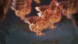 Minder resistente bacteriën kippenvlees