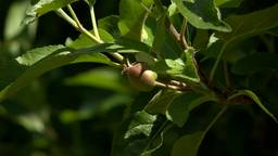 Eindhovense teler verliest 80% van oogst. Landelijke problemen met appels en peren.