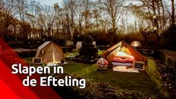 Je tentje opzetten in het Sprookjesbos: eenmalig mogen gelukkigen kamperen midden in de Efteling