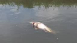 Een dode karper drijft in het water. (Foto: Jan Klerks)